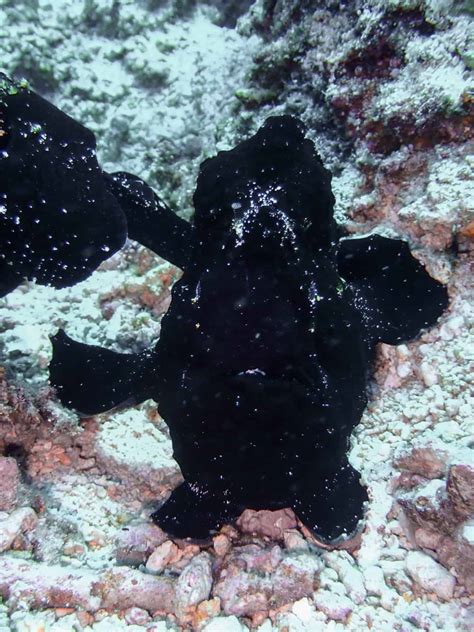 Frog Fish swallowed some air! .